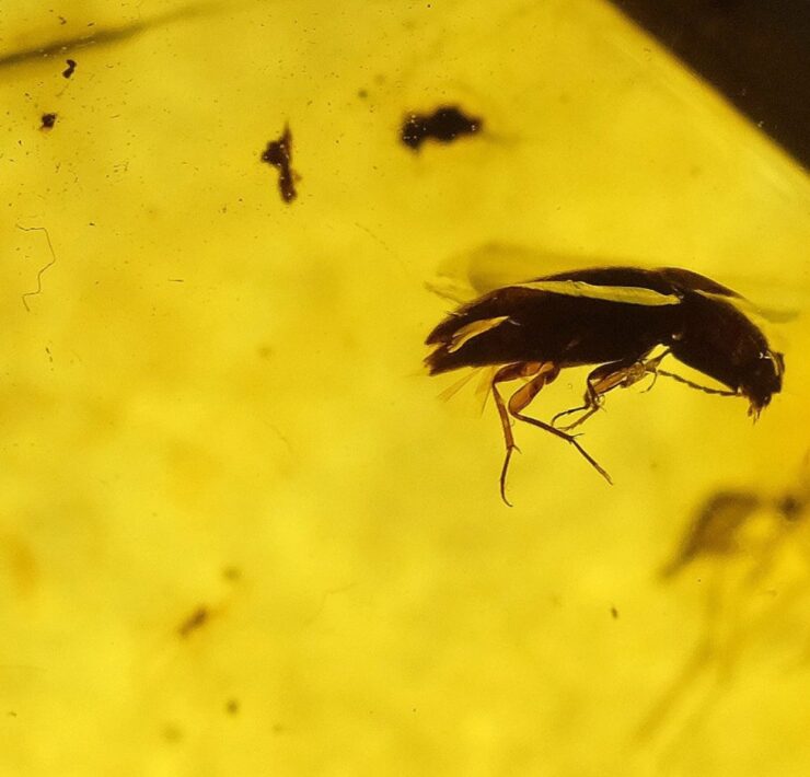 Ambre avec inclusions dinsectes min