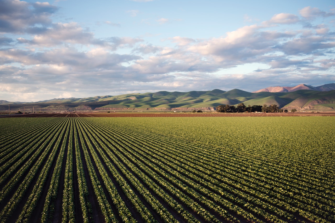 How Technology Can Make a World's Difference in Agricultural Businesses 1 pexels tim mossholder 974314
