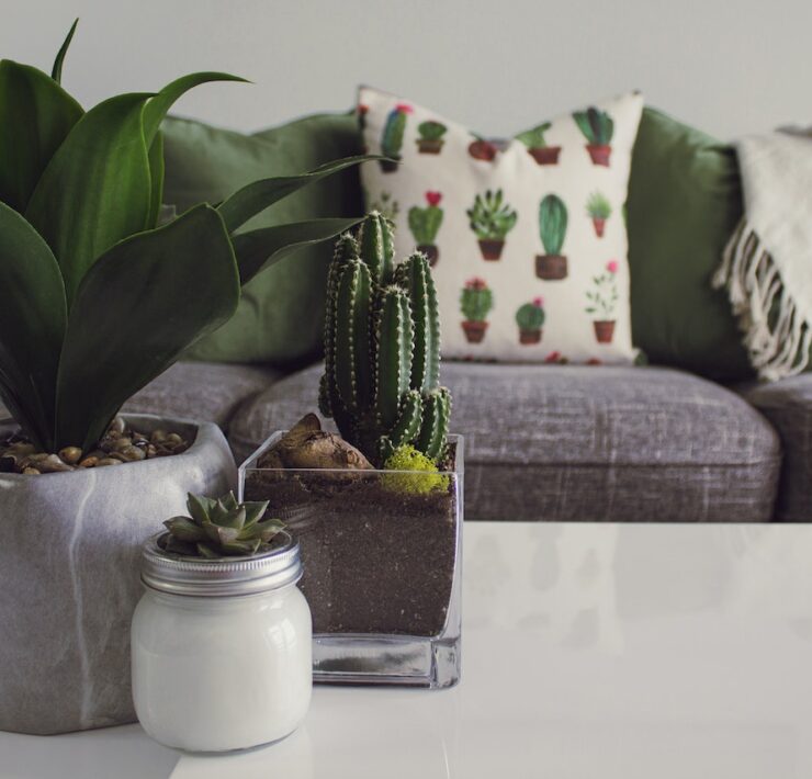 pexels designecologist 1005058