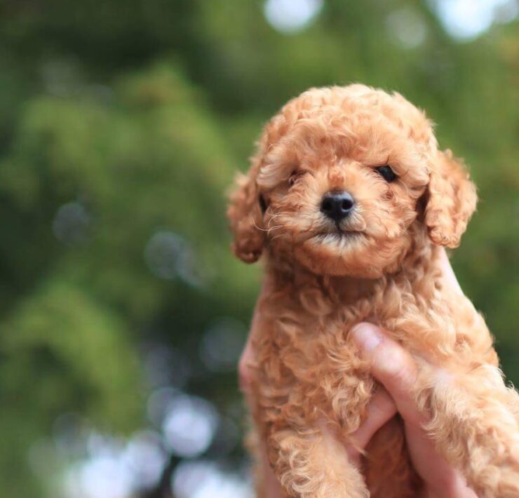 pexels leah kelley 373467