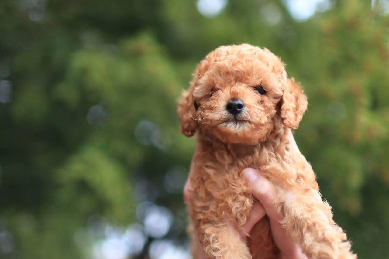 Mini Poodles: The Pocket-Sized Einsteins of the Canine World 1 pexels leah kelley 373467